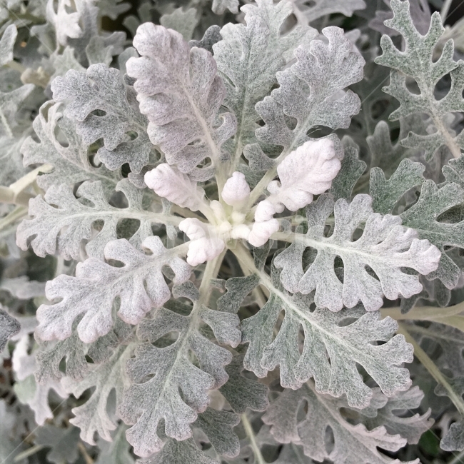 백묘국,하얀식물,하얀,식물,잎,자연,식물,자연,plants,nature