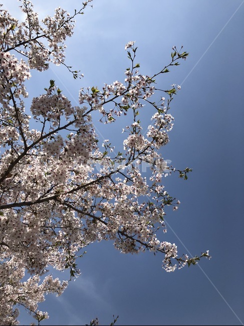 꽃,blossom,flower,식물,벚꽃,꽃봉오리,blooming,bloom,봄,spring,벚나무,식물,자연,plants,nature,꽃,flower