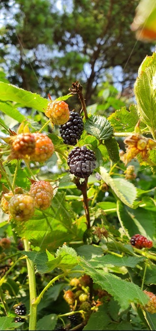 fruit,과일,food,음식,plant,식물,raspberry,산딸기,복분자,건강
