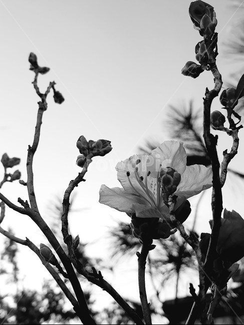 식물,진달래꽃,봄꽃,plant,flower,azaleaflower,blackandwhite,springflowers,흑백사진