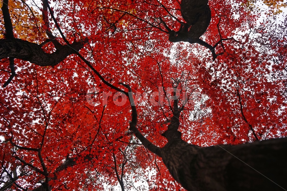 가을,단풍,단풍나무,화려함,가을풍경,autumn,fall,autumnleaves,plant,nature,계절,나무,븕은색,maple,red,season,colorful,느낌,감성,trees,branches,울긋불긋,자연,가을,계절,fall,autumn,season,식물,자연,plants,nature,나무,trees,wood,leaf,잎,tree