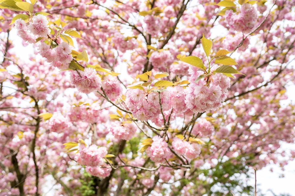 겹벚꽃,제주,봄,분홍빛,벚꽃,자연