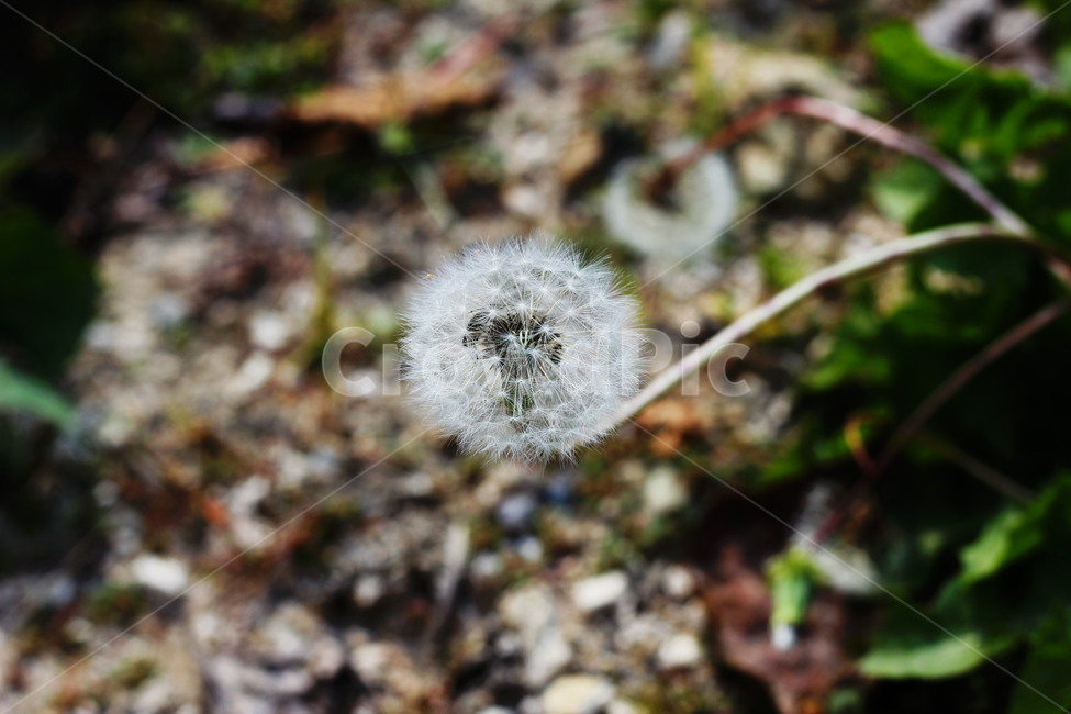 민들레,꽃,야생꽃,들꽃,풀꽃,민들레씨,민들레꽃,식물,자연,plants,nature,꽃,flower