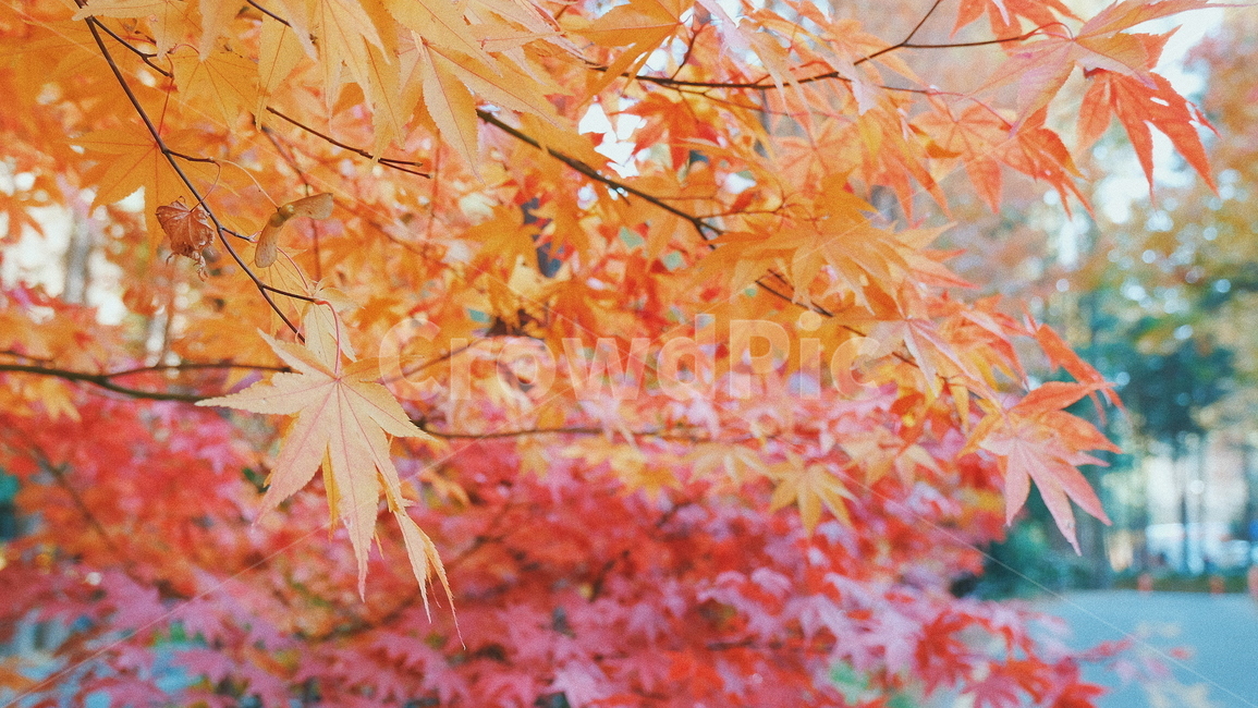 단풍,단풍나무,단풍잎,가을,자연,풍경,나무,가을,계절,fall,autumn,season,식물,자연,plants,nature,plant,leaf,잎,tree,maple