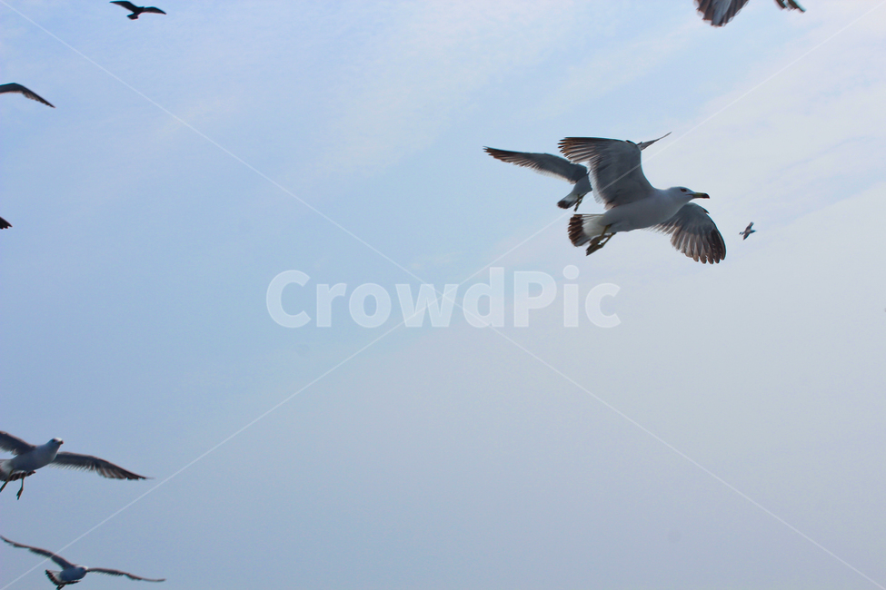 bird,새,animal,동물,flying,나는,동물,animal,조류,새,birds