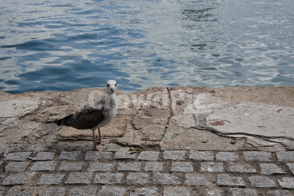 갈매기,새,조류,항구,바다,해변,동물,animal,bird,birds,sea,harbor,beach