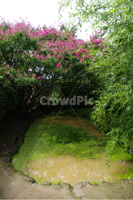 식물,plant,꽃,flower,배롱나무,연못,자연,풍경,nature,landscape,outdoors,옥외,garden,정원,arbour,정자
