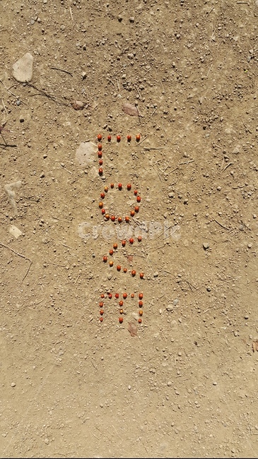 하트,러브,사랑,열매,love,감정표현,기분,feeling,emotion