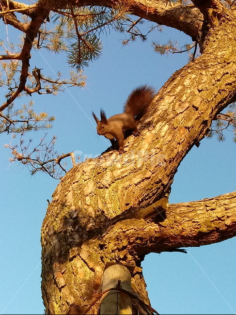 청설모,동물,소나무,나무가지,animal,tree,koreansquirrel,다람쥐과,포유류