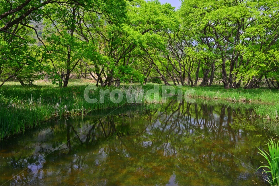 tree,나무,plant,식물,treetrunk,나무줄기,경남,하동,악양,악양공원,반영,연못,봄,연두색