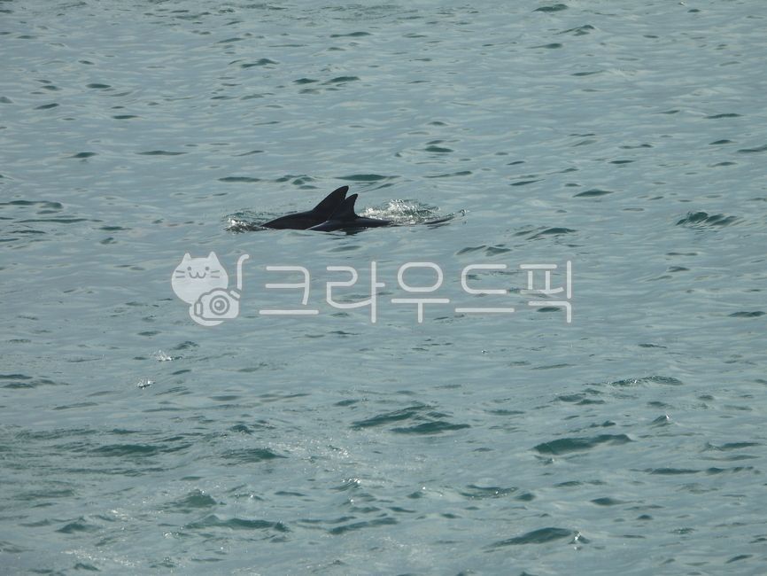 돌고래,고래,제주도,서귀포,해양,sea,dolphin,지느러미,수영,헤엄,헤엄치다,수영하다,동물,nature,animal,포유류,야생동물,자연관찰,mammal,동물관찰,남방큰돌고래,물,바다,멸종위기