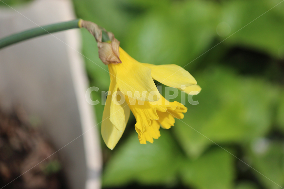봄,꽃,노랑,spring,yellow,자연,심플,식물,자연,plants,nature,꽃,flower