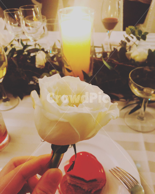 유리,장미,하얀색,양초,캔들,rose,candle,glass,식물,자연,plants,nature,꽃,flower
