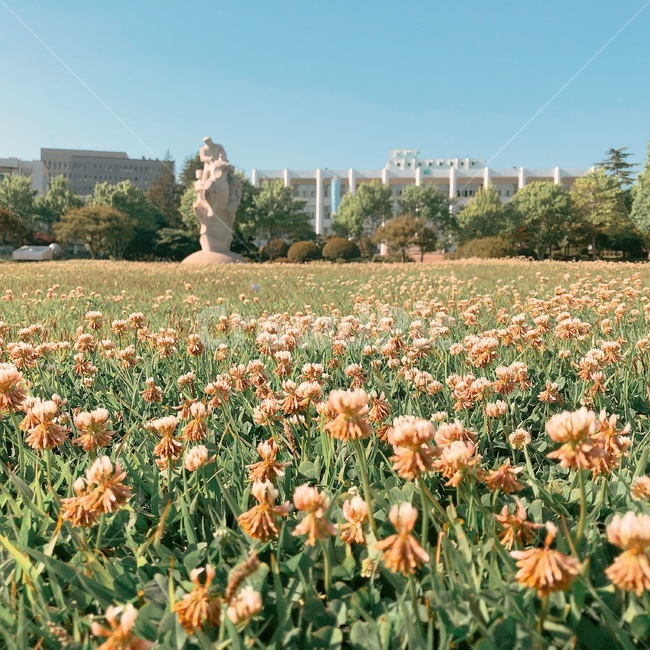 꽃,봄,잔디밭,flower,spring,식물