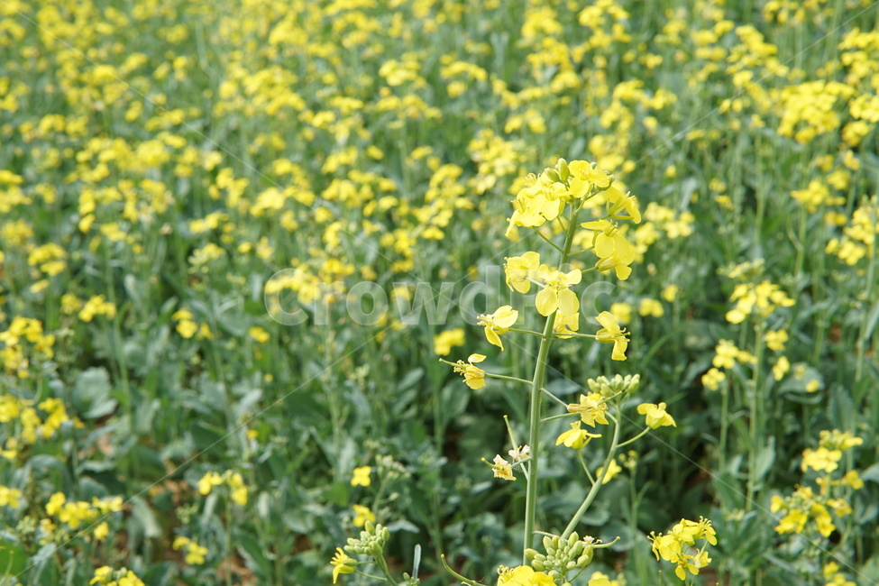 유채꽃,봄,꽃,spring,flower