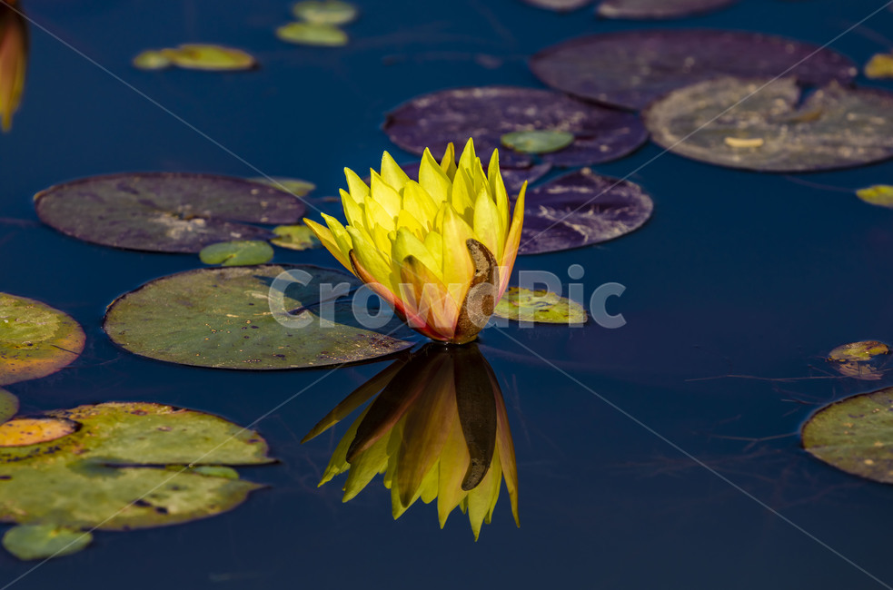 수련,에이트런스,청순,반영,연못,습지,연꽃,연,꽃,flower,식물,감성,식물,자연,plants,nature