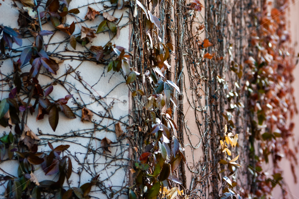 식물,tree,나무,담,벽,넝쿨,풀