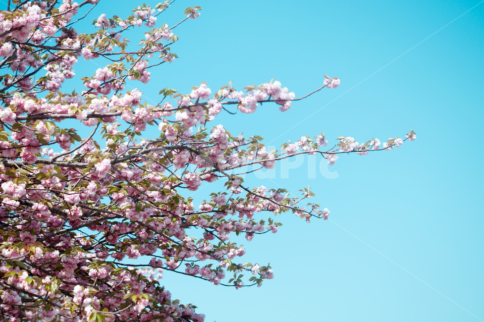 plant,식물,flower,꽃,blossom,겹벚꽃,벚꽃,cherryblossom,spring,봄,봄느낌,봄풍경,풍경,나무,꽃나무,벚꽃나무,따뜻함,따뜻한느낌,햇빛,sunshine,봄,계절,spring,season