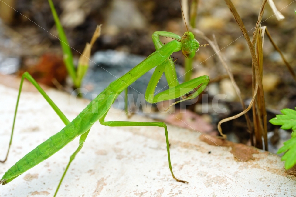 사마귀,곤충,벌레,동물,자연,animal,nature,praying,insect,bug,무법자,접사,macro,식물,풀,풀잎,이파리,여름,summer,근접촬영,마크로,신비,생명,생태,생태계,green,그린,스냅,스냅사진,스넵,스넵사진,snap,snapshot,한국자연,한국의자연,풍경,landscape,동물,animal,곤충,벌레,insect,bug