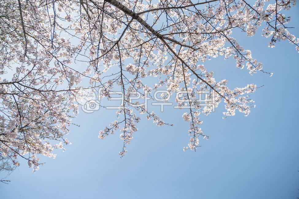 nature, 자연, outdoors, 식물, plant, 사진,이미지,일러스트,캘리그라피 - FingerMaster작가