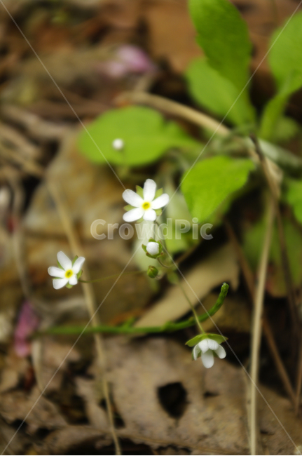 꽃,식물,color,flower,봄맞이꽃,식물,자연,plants,nature,꽃,flower