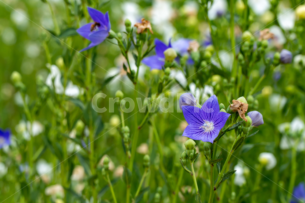 도라지꽃,꽃,꽃밭,보라색,도라지,도라지꽃밭,연보라,balloonflower,purple,flowe,보라색꽃,식물,양용작물,l흰색꽃,흰꽃