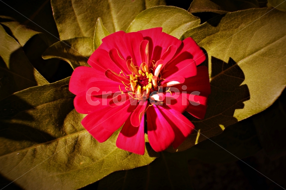 꽃,자연,아름다움,식물,nature,bloom,plant,beautiful,flower,식물,자연,plants,nature,꽃,flower