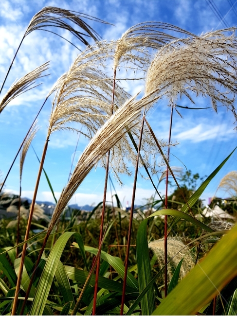 plant,갈다,자연,하늘,grass,잔디,가을,계절,fall,autumn,season,식물