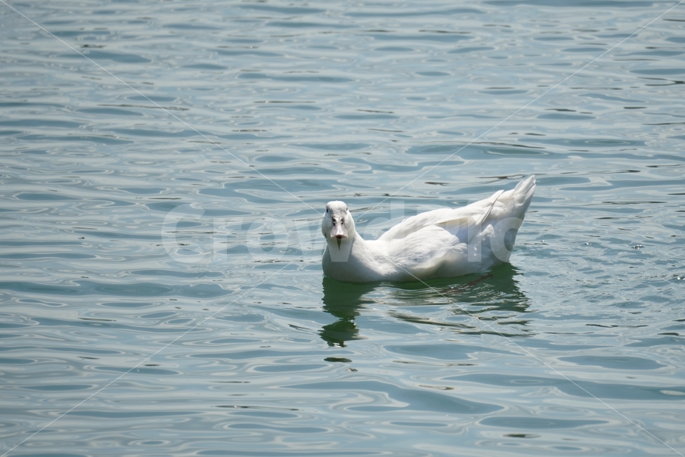 오리,백조,새,조류,동물,호수,강,자연,nature,bird,duck,lake,river,animal,헤엄,수영,swim,swan,감성,감성사진,스냅,스냅사진,snap,snapshot,풍경,landscape,고니,한국자연,korea,물결,석촌호수,서울,seoul,코리아,동물,animal,조류,새,birds