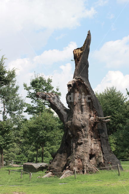 나무,하늘,고목,tree,sky,조화,푸른,기품,wood,맑음