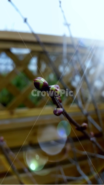 라일락,봄,새싹,싹,햇살,식물,자연,plants,nature
