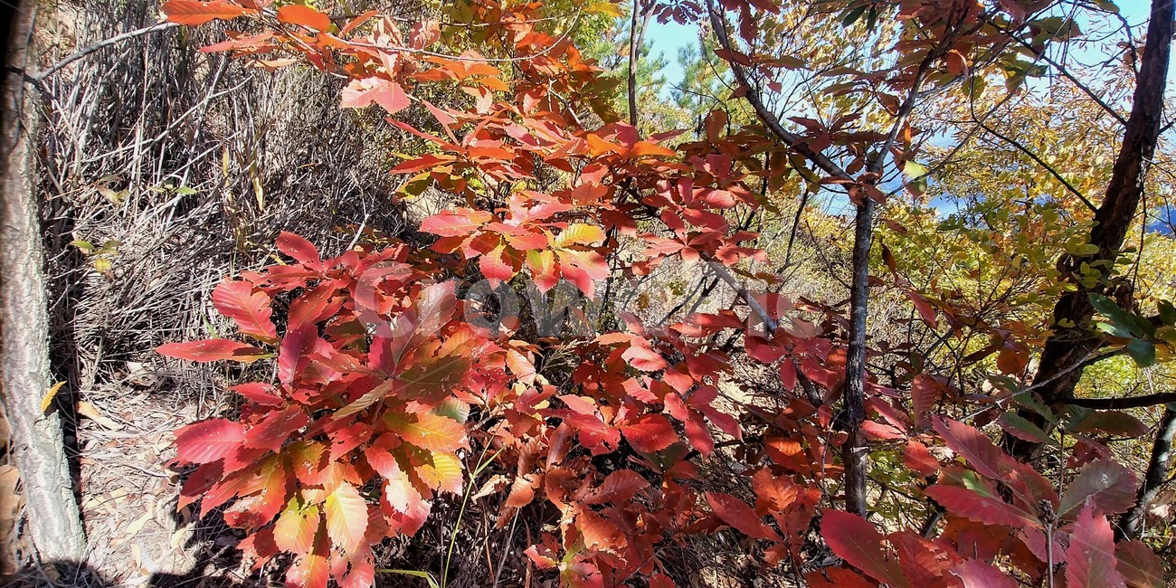 졸참나무,졸참나무단풍,참나무,가을단풍,자연,나무,가을,계절,fall,autumn,season,leaf,잎,plant,식물,tree,maple,단풍