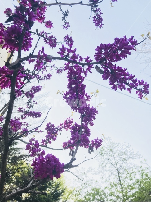 plant,식물,blossom,꽃,flower,꽃,flower