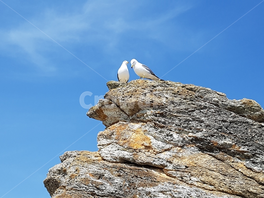 갈매기,commongull,채셕강,하늘,조류,동물,animal,조류,새,birds