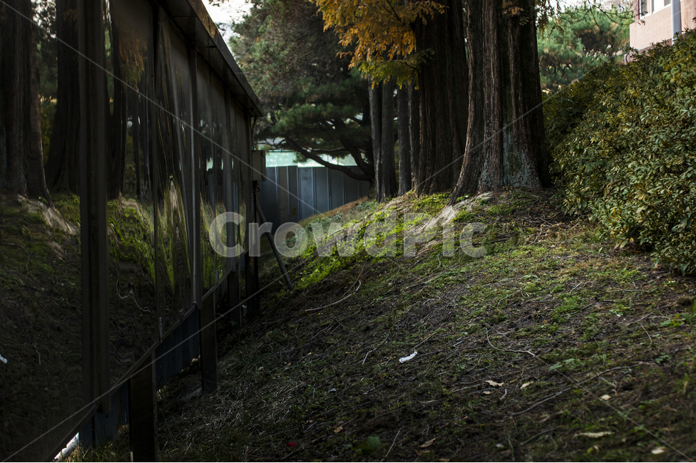풍경,뒷길,나무,가을,감성,자연,풍경,nature,landscape,tree,plant,식물