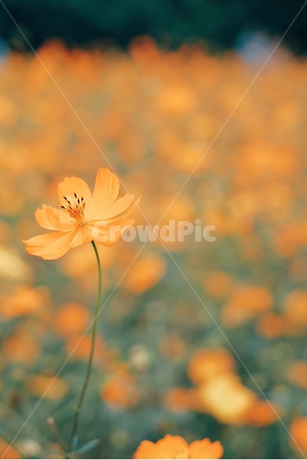 bokeh,yellow cosmos,autumn,Cosmos,Yunseul,flower
