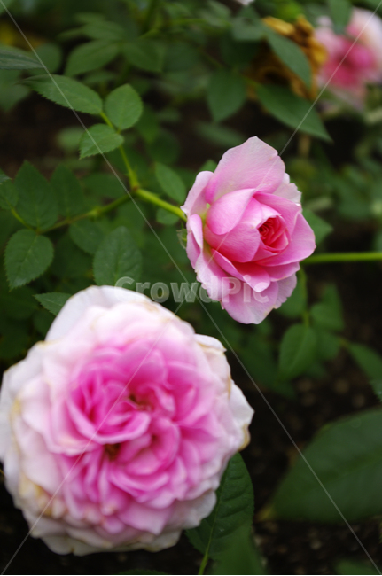 꽃,식물,flower,plant,장미,식물,자연,plants,nature,꽃,flower