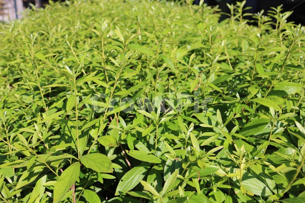 식물,자연,초록,plants,nature,green,shokubutsu,midori,식물,자연,plants,nature