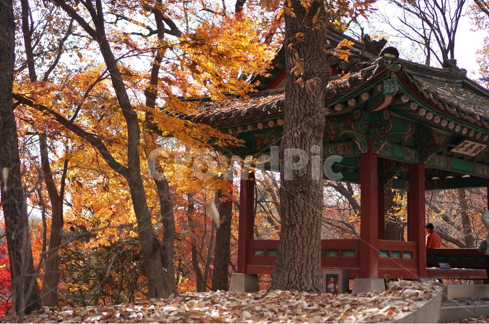 단풍나무,단풍잎,낙엽,창덕궁후원,단풍,창덕궁단풍,가을,가을낙엽,나무,잎,식물,가을단풍,정자,가을,계절,fall,autumn,season