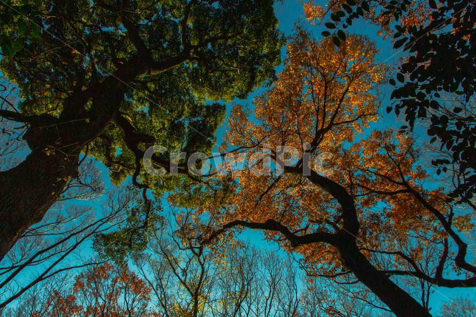 나무,색감,감성,숲,자연,일본,요오기공원,japan,색채,배경화면,자연,풍경,nature,landscape,식물,plants,나무,trees,wood,tree,plant