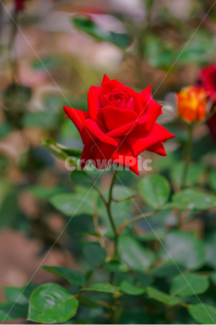 장미,5월의여왕,빨강,붉은장미,장미공원,대구,red,rose,roses,두류공원,이곡장미공원,꽃,봄,여름,식물,자연,plants,nature,꽃,flower