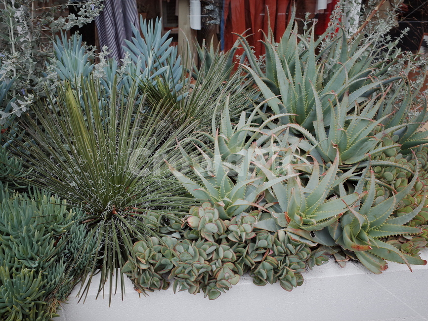 일본,japan,알로에,plant,식물,aloe,식물,자연,plants,nature