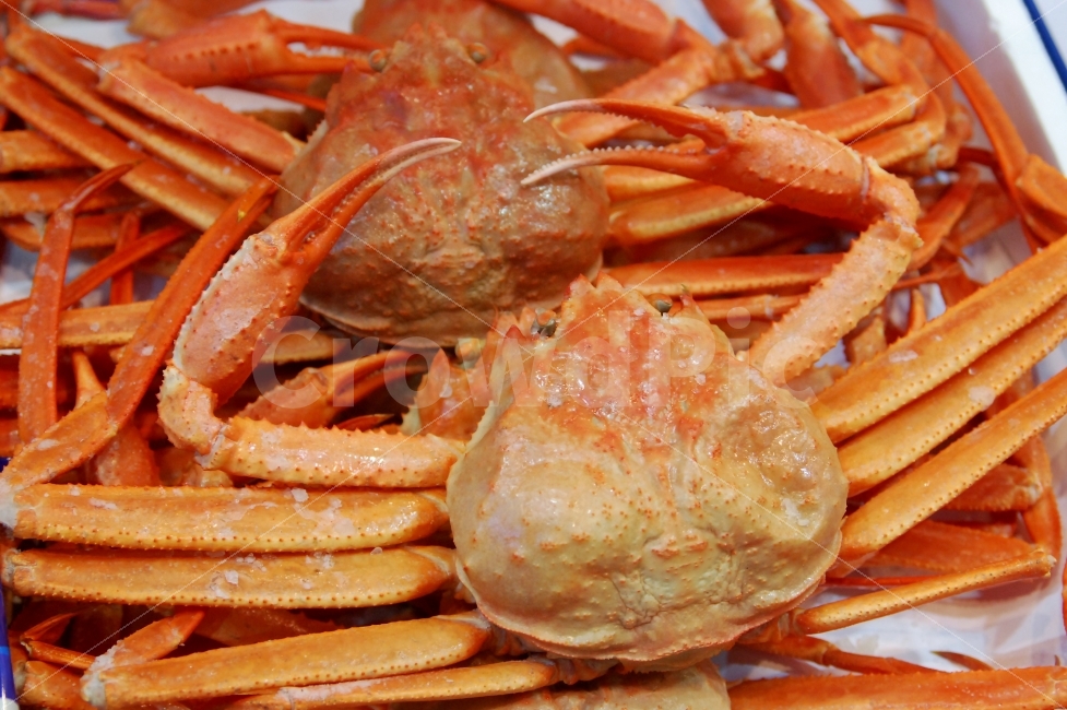 seafood,tongs,cooking ingredients,shellfish,sea crab,snow crab,Food Ingredients,animal,ingredients,crab