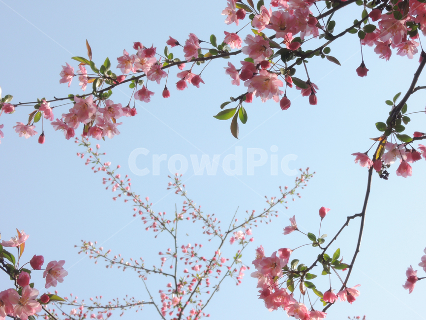 봄,벚꽃,겹벚꽃,꽃송이,핑크,나뭇가지,그림같은,하늘,계절,자연,꽃잎,spring,cherryblossom,season,bloom,flower,sky,floral,petal,blossom,picturesque,sakura,pink,blooming,봄,계절,spring,season,식물,자연,plants,nature,꽃,flower,plant,cherry blossom