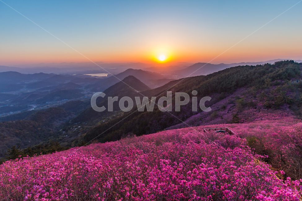 진달래,천주산,일출,풍경,핑크,분홍,아침,햇살,산,해,봄꽃,등산,하늘,sunrise,mountain,flare,light,azalea,풍경배경,배경,꽃배경,일출배경,자연,풍경,nature,landscape