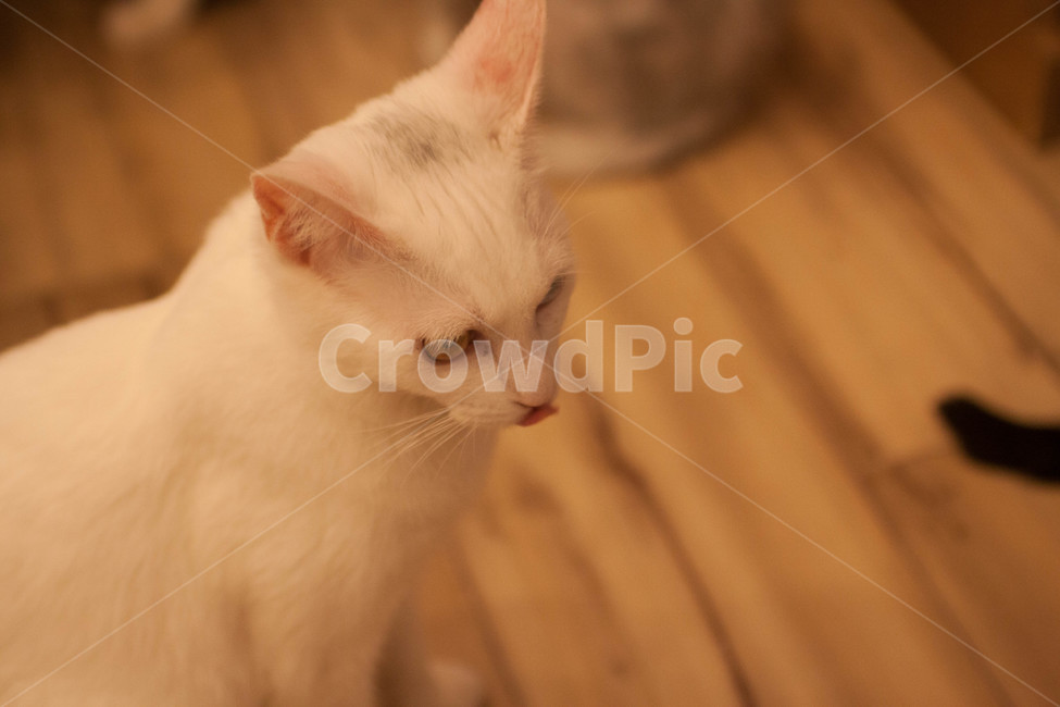 고양이,cat,동물,animal,반려동물,반려묘,고양이카페,catcafe,입양,유기묘,동물,animal,포유류,mammal,고양이,cat,kitten,kitty