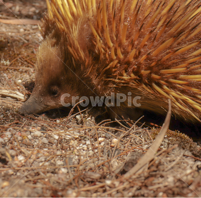 echidna,가시두더지,두더지,mole,호주동물,spinyanteaters,wildlife,야생동물,가시,animal,동물,동물,animal,포유류,mammal