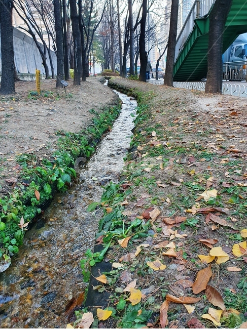 바닥,ground,waterstream,물줄기,잎,leaf,도로,treetrunk