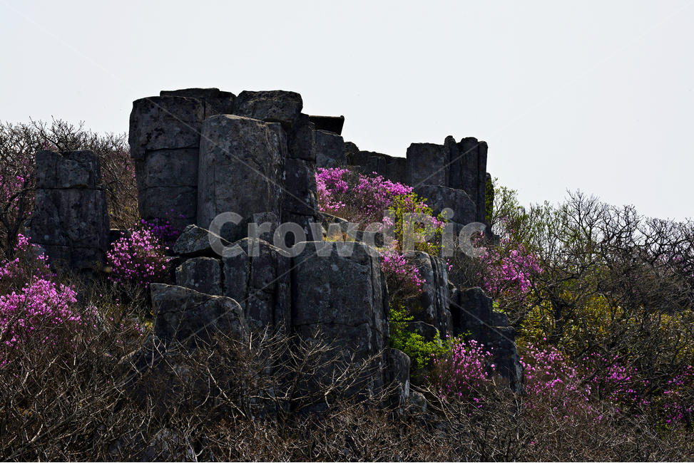 광주,무등산,무등산봄,서석대,입석대,주상절리대,철쭉꽃,철쭉,봄,계절,꽃,만개,flower,plant,식물,blossom,outdoors,옥외,자연,경치,경관,풍경
