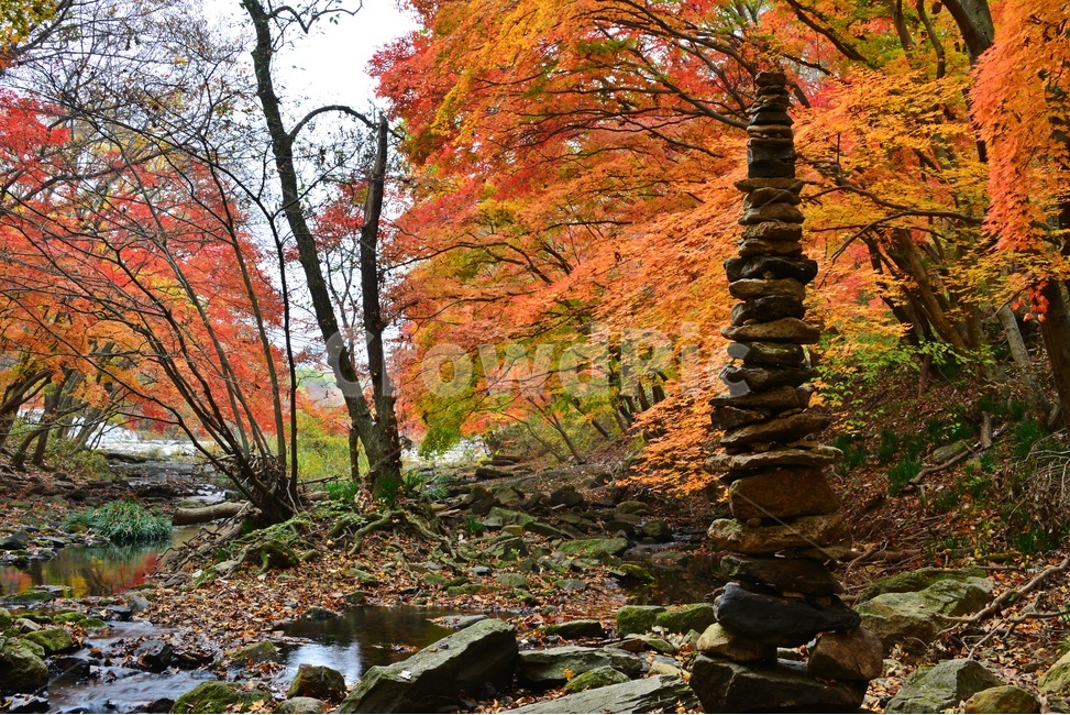 tree,나무,plant,식물,leaf,잎,maple,단풍,고창,선운사,도솔천,선운사가을,가을,계절,추색,만추,단풍잎,낙엽,가을,계절,fall,autumn,season